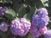 Garden Hydrangea flowers