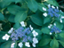 Garden Hydrangea flowers: 'Lacecap'