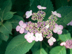 Garden Hydrangea flowers: 'Lacecap'