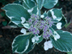 Garden Hydrangea flowers: 'Tricolor'
