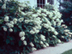 Oakleaf Hydrangea form