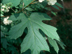 Oakleaf Hydrangea leaves