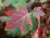 Oakleaf Hydrangea leaf: fall color