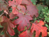 Oakleaf Hydrangea leaves: fall color