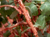 Oakleaf Hydrangea stem