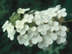 Oakleaf Hydrangea flowers