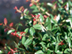 Dwarf Yaupon Holly leaves