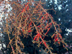 Weeping Yaupon Holly fruit