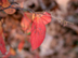 Virginia Sweetspire 'Saturnalia' form: fall color