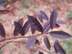 Virginia Sweetspire 'Henry's Garnet' leaves: fall color