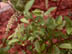 Virginia Sweetspire leaves and flowers