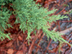 Pfitzer Juniper leaves