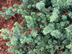 Shore Juniper leaves