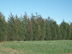 Eastern Redcedar form