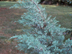 Eastern Redcedar leaves