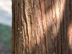 Eastern Redcedar bark