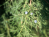 Eastern Redcedar cones (fruit)