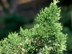 Eastern Redcedar 'Canaertii' leaves