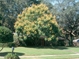 Golden Rain Tree form