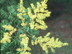 Golden Rain Tree flowers