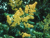 Golden Rain Tree flowers