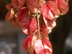 Golden Rain Tree fruit