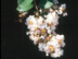 Acoma Crapemyrtle flowers