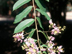 Basham's Party Pink Crapemyrtle leaves