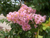 Basham's Party Pink Crapemyrtle flowers