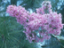 Basham's Party Pink Crapemyrtle leaves