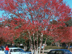 Crapemyrtle form: fall color