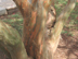 Crapemyrtle bark