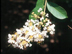 Natchez Crapemyrtle flowers