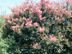 Sioux Crapemyrtle form