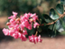 Sioux Crapemyrtle flowers