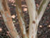 Tonto Crapemyrtle bark