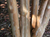 Tuscarora Crapemyrtle bark