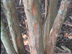 Tuskegee Crapemyrtle bark
