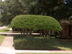 Waxleaf Ligustrum form