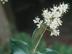 Waxleaf Ligustrum flowers