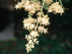 Tree Ligustrum flowers