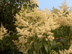 Tree Ligustrum flowers