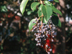 Tree Ligustrum leaves and fruit