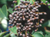 Tree Ligustrum fruit