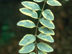 Variegated Chinese Privet leaves