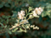 Variegated Chinese Privet flowers