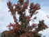 Sweetgum form: fall color