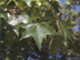 Sweetgum leaves