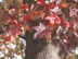 Sweetgum leaves