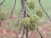 Sweetgum fruit: immature